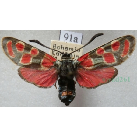Zygaena carniolica (Scopoli, 1763) Kraśnik rzęsinowiec Czech91a